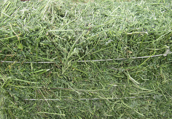 Alfalfa Hay Straw.jpg